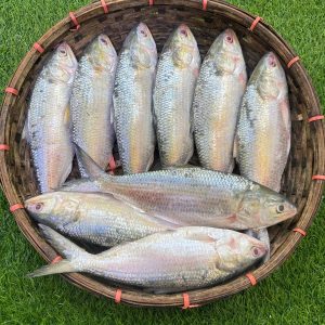 5 পিস 5 কেজি 2500 টাকা