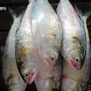 6 পিস 5 কেজি 2000 টাকা