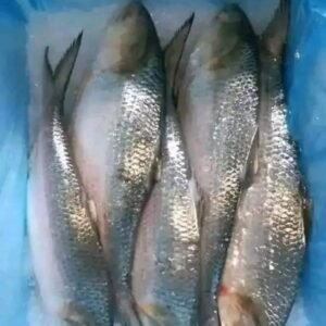 ৮ পিস ৫ কেজি ১৭০০ টাকা