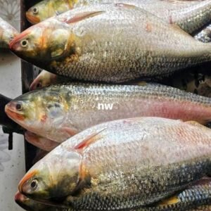 ১০ পিস ৫ কেজি =১৫০০ টাকা
